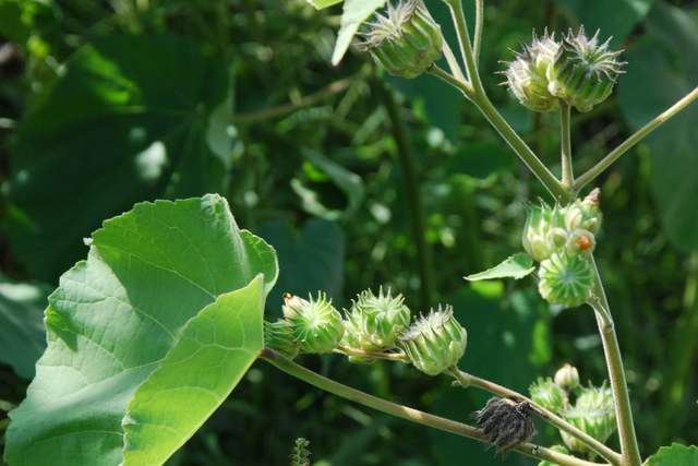 20080907_vionnaz_abutilon_theophrasti_02.jpg