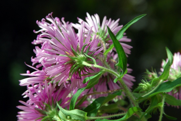 20080923_delemont_les-rondez_aster-novae-angliae_02.jpg