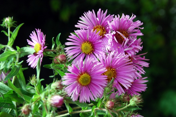 20080923_delemont_les-rondez_aster_novae-angliae_02.jpg