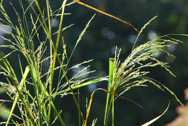 20080928_vicques-ch.de_mais_panicum_dichotomiflorum_.jpg