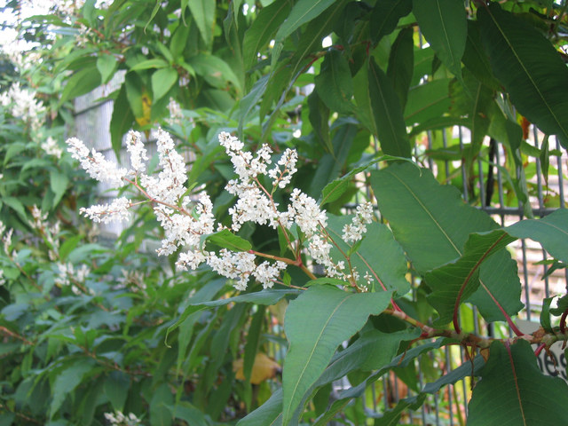 20081015_berne-voie_ferree_polygonum_polystachium_.jpg