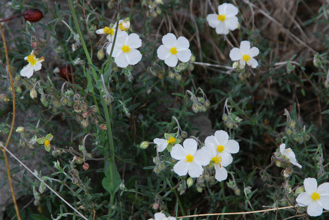 20090409_ruoms-ardeche_helianthemum_apenninum_.jpg