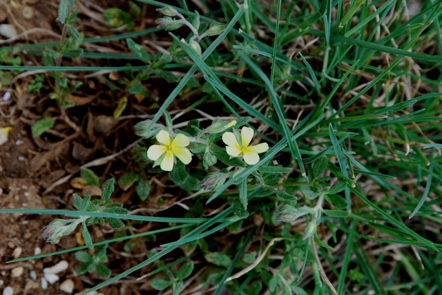 20090409_ruoms-ardeche_helianthemum_salicifolium_.jpg