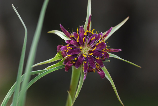 20090410_ardeche_F_tragopogon_porrifolius_.jpg