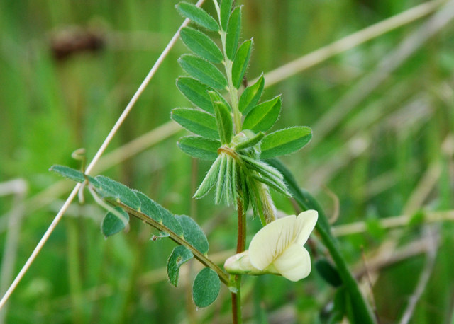 20090410_ardeche_F_vicia_lutea_.jpg