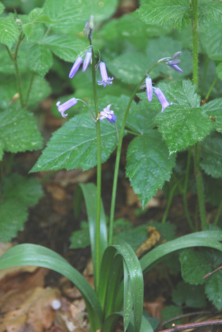 20090430_endschiken_AG_scilla_non-scripta_.jpg