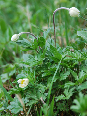 20090430_hemmenthal_sh__anemone_sylvestris.jpg