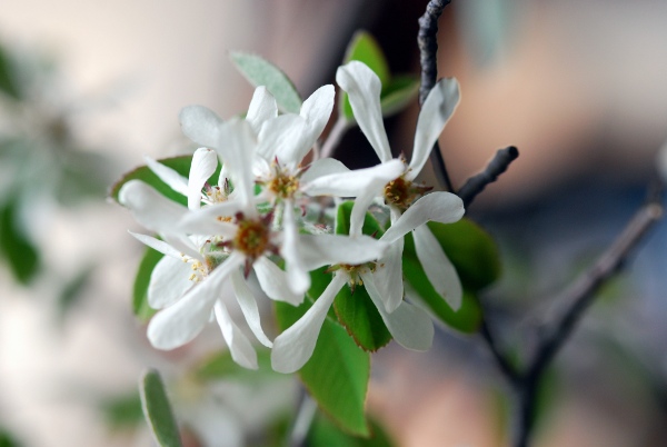 20090508_mervelier_amelanchier_ovalis.jpg