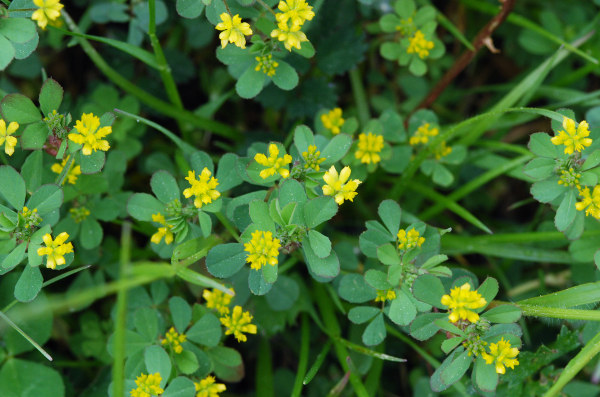 20090512_moutier_la-dozerce_trifolium_dubium.jpg