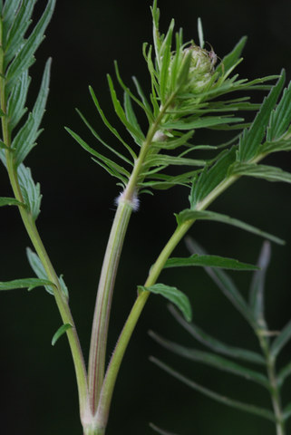 20090513_gampelen-marec._valeriana_pratensis_.jpg