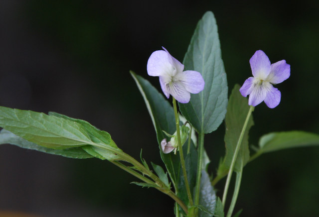 20090513_gampelen-marec._viola_persicifolia_.jpg