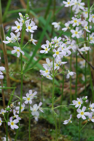 20090513_gampelen-ziegelmoos_hottonia_palustris_.jpg