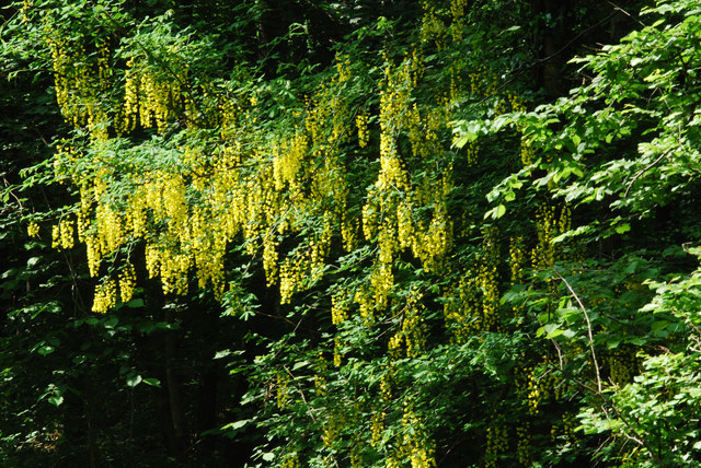 20090518_meride-foret_laburnum_alpinum.jpg