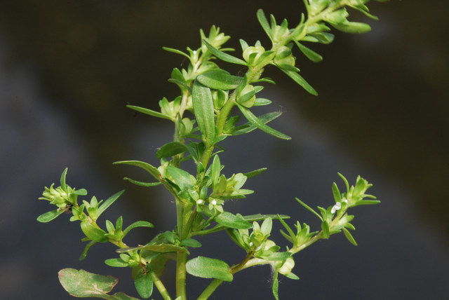 20090519_locarno-paves_polycarpon_tetraphyllum_.jpg