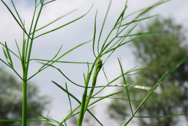 20090519_magadino-bolle_oenanthe_peucedanifolia_01_.jpg