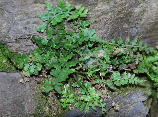 20090520_brissago_ti_asplenium_foreziense_.jpg