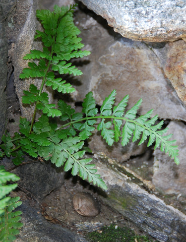 20090520_brissago_ti_aspleniumbillotii_.jpg