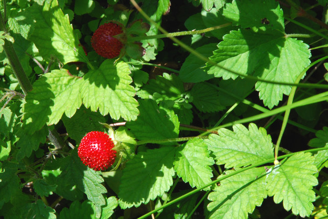 20090520_brissago_ti_duchesnea_indica_.jpg