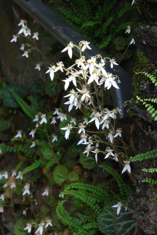 20090520_caslano_TI_saxifraga_stolonifera_.jpg