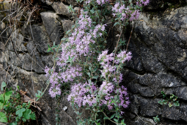 20090521_caslano_TI_thymus_oenipontanus_.jpg