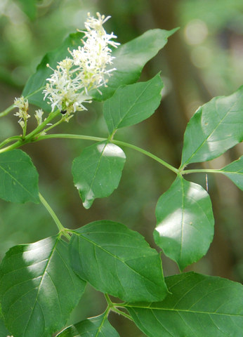 20090522_caslano-mte-caslano_fraxinus_ornus_.jpg