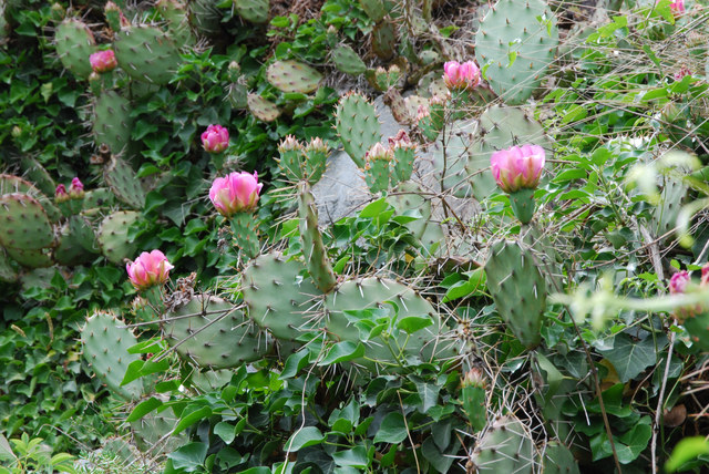 20090609_branson_VS_opuntia_imbricata_.jpg