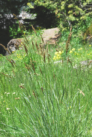 20090610_champex-j.bot._festuca_paniculata_.jpg