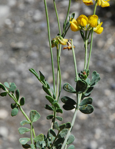 20090611_mieges-planige_coronilla_minima_.jpg