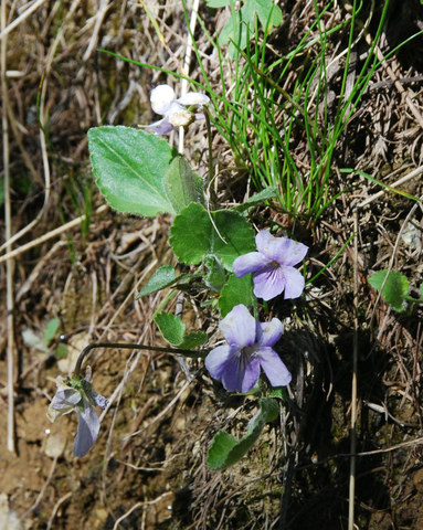 20090614_moosalp_VS_viola_thomasiana_.jpg