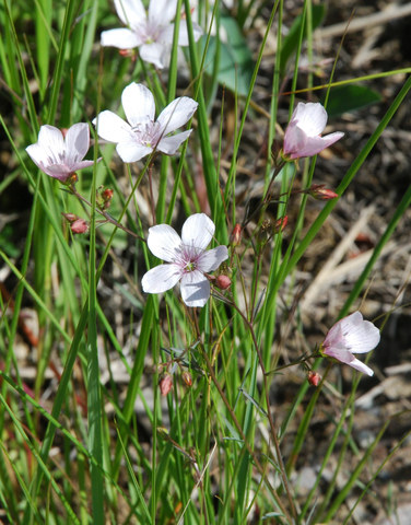 20090615_mieges-planige_linum_tenuifolium_.jpg