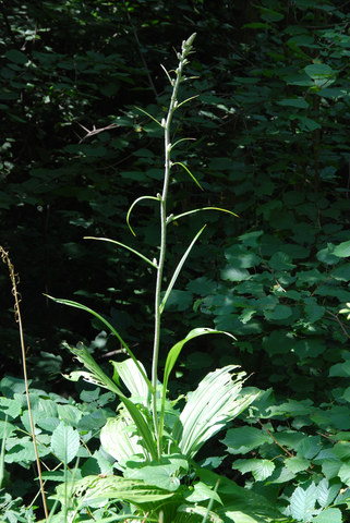 20090619_meride_veratrum_nigrum-01_.jpg