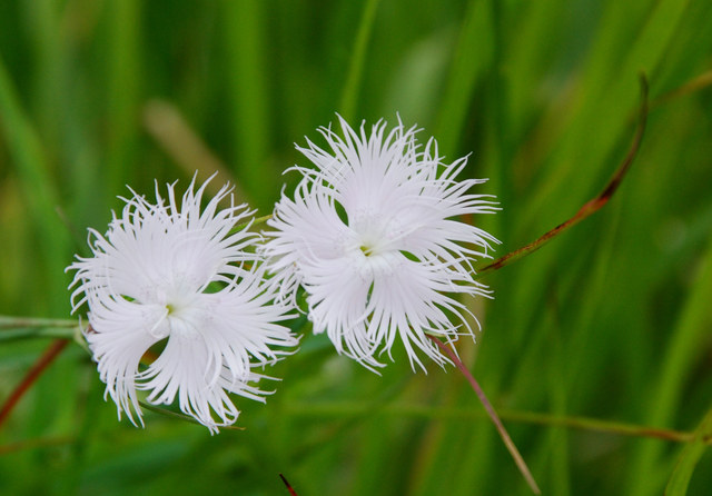 20090625_meride-mte_san_giorgio_dianthus_monspessulanus_.jpg