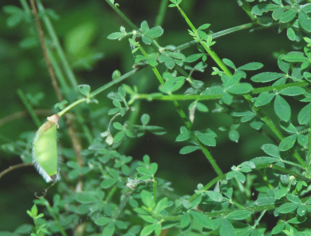 20090625_sonvico-rte_de_val_colla_chamaecytisus_hirsutus_.jpg