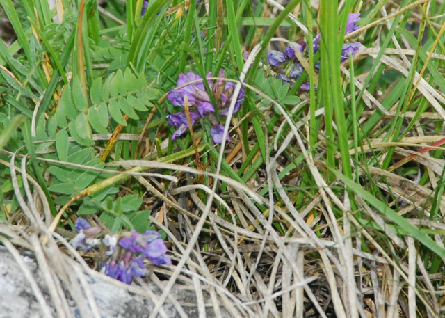 20090627_mte_generoso_TI_oxytropis_neglecta_.jpg