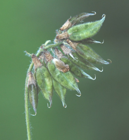 20090627_mte_generoso_oxytropis_neglecta-siliques_.jpg