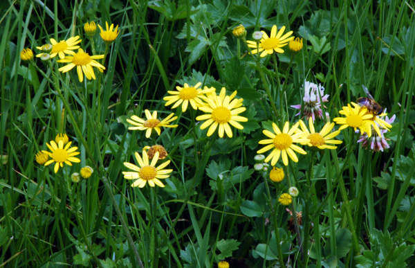 20090711_bonfol_champs-de-manche_senecio_aquaticus_02.jpg