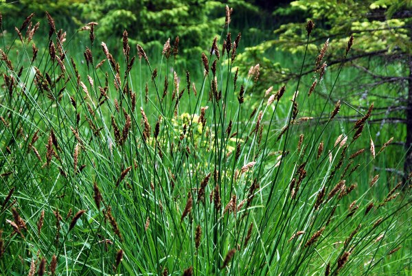 20090713_les-genevez_les-embreux_carex_paniculata.jpg