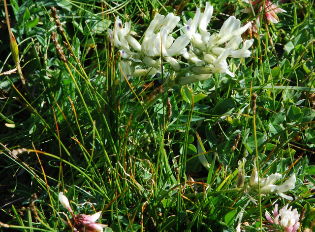 20090715_nufenen_sud_astragalus_australis.jpg