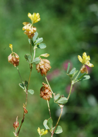 20090720_bolle_di_magadino_trifolium_patens_.jpg