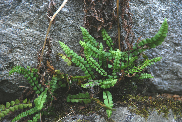 20090724_bosco-gurin_ti_asplenium_adulterinum.jpg