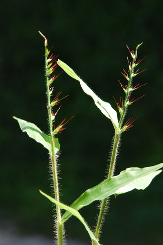 20090725_brusino_TI_oplismenus_undulatifolius_.jpg