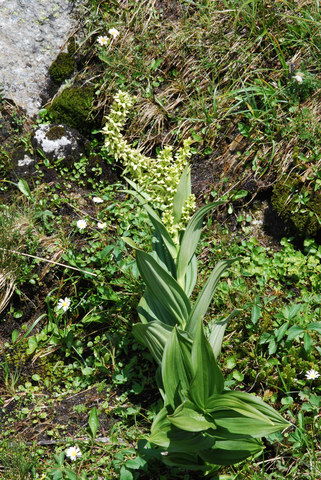 20090725_col_du_gothard_veratrum_a.subsp.lobelianum_.jpg