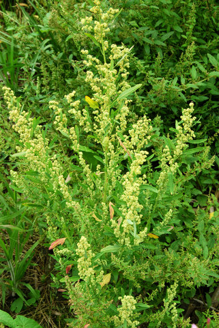 20090725_noville_vd_chenopodium_ficifolium.jpg