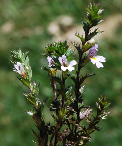 20090725_sonvico_euphrasia_cisalpina_.jpg