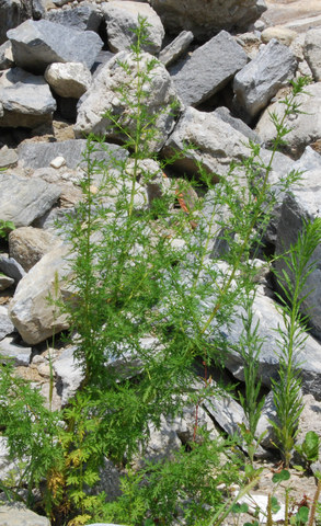 20090726_gordola_ti._artemisia_annua_.jpg