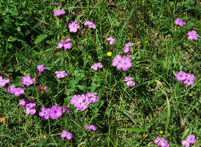 20090726_sonvico_TI_dianthus_seguieri_.jpg