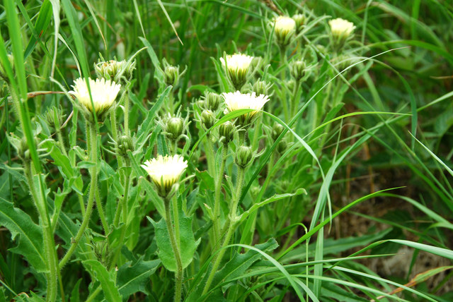 20090727_nufenen_sud_hieracium_intybaceum_.jpg