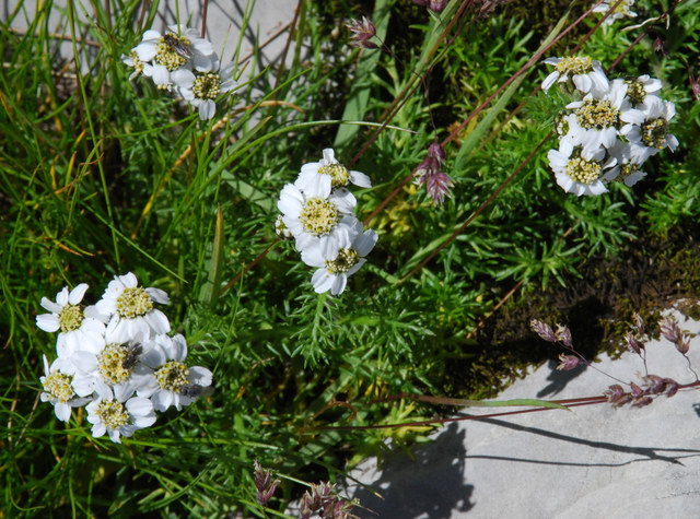 20090728_nufenen-sud_achillea_atrata.jpg