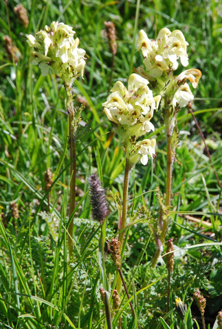 20090728_nufenen_sud_pedicularis_tuberosus_.jpg