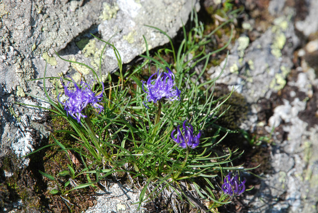 20090728_nufenen_sud_phyteuma_hedrainthifolium_.jpg